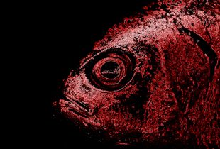 Fossil love - Amore fossile