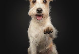 Hi all furry friends!
