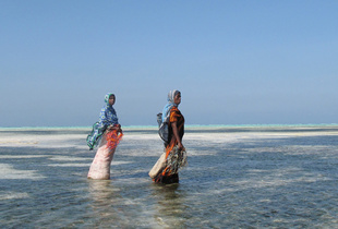 Seaweed Farmers in Zanzibar