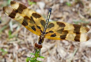 Puff the Magic Dragonfly