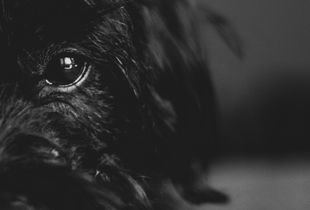 Eyes of Louie