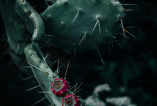 Covered In Prickles