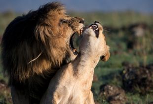 Passion