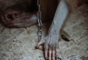 Chained by coconut