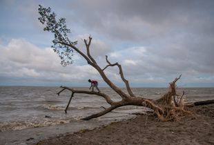 A child is climbing a tree uprooted by storm.