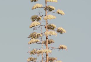 Building Nature