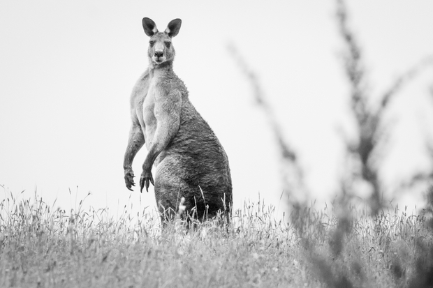 Kangaroo on the hill