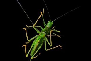 PRAYING MANTIS-REFLECTION