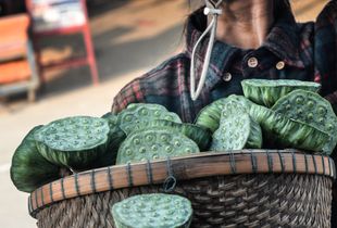 Lotus Vendor