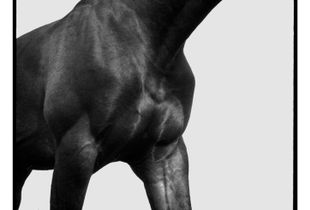 The Horse / Koń