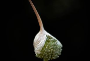 Emergence
