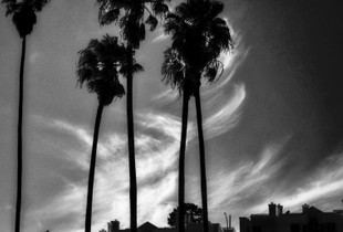 Sky with Palms