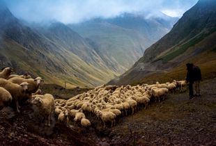 Mountain sheep