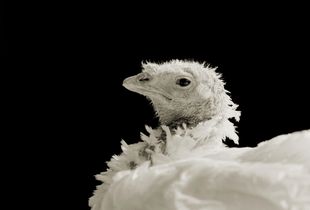 Ash, Domestic White Turkey, Age 8, II © Isa Leshko