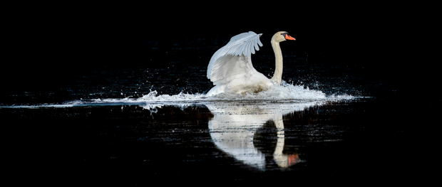 Splash