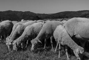 The flock of sheep