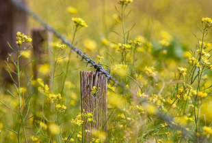 The Fence