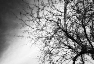 Tree 1