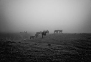 Cavalli nella nebbia