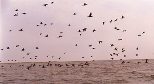 Esteros del Iberá. Corrientes. Argentina