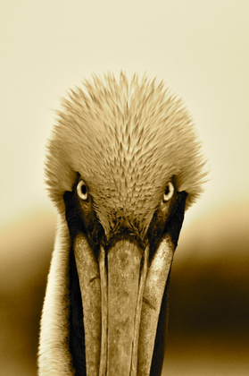Pelican