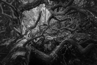 Fallen – from series Nordic Walks