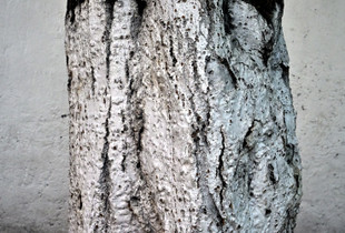 Looking for an Ahuehuete - A Part-time Mexican Photographs the Capital