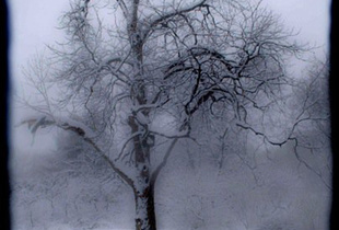 Winter Tree #1