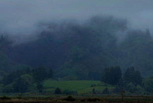 Fog and Green