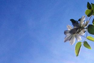 wild flower 1
