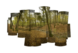 Spring Wood ancient woodland. 157 x 110cm Giclee on Dibond mounted photo rag, with 3 minute composite soundscape.