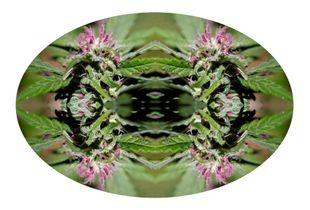 Pharma Flora 01