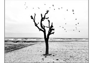Shy soul - Rinascita