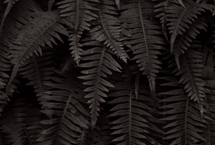 Nature's Fabric