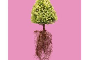 Alberta Spruce ‘Daisy’s White', Picea glauca.  © William Rugen