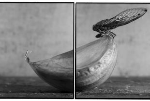 Rhopography #6