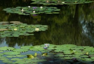Water lilies