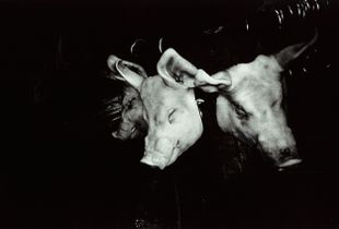 pig（豚）