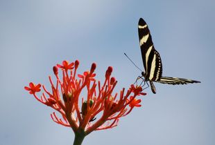 Jamaican Butterfly