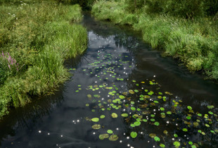 Chalk Streams 1