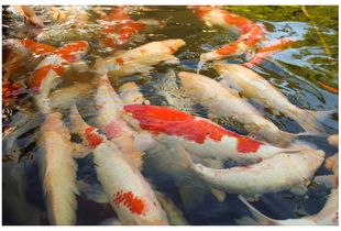 Fish in the pond o2