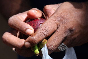 Fruit Nature