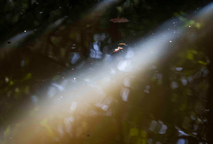 Amazon Rainforest Textures I
