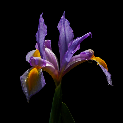 Spring from the Abyss