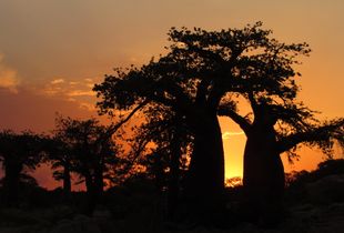 Baobab sunset