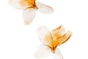 Double Azaleia Anging Beautifully