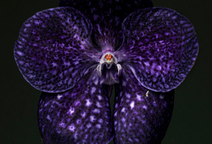 Soli. Orchidea