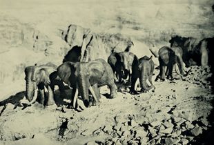 African Elephants, Dolomites Italy