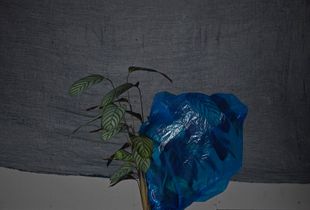 Calathea