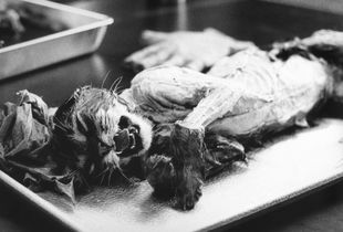 Frozen Cat